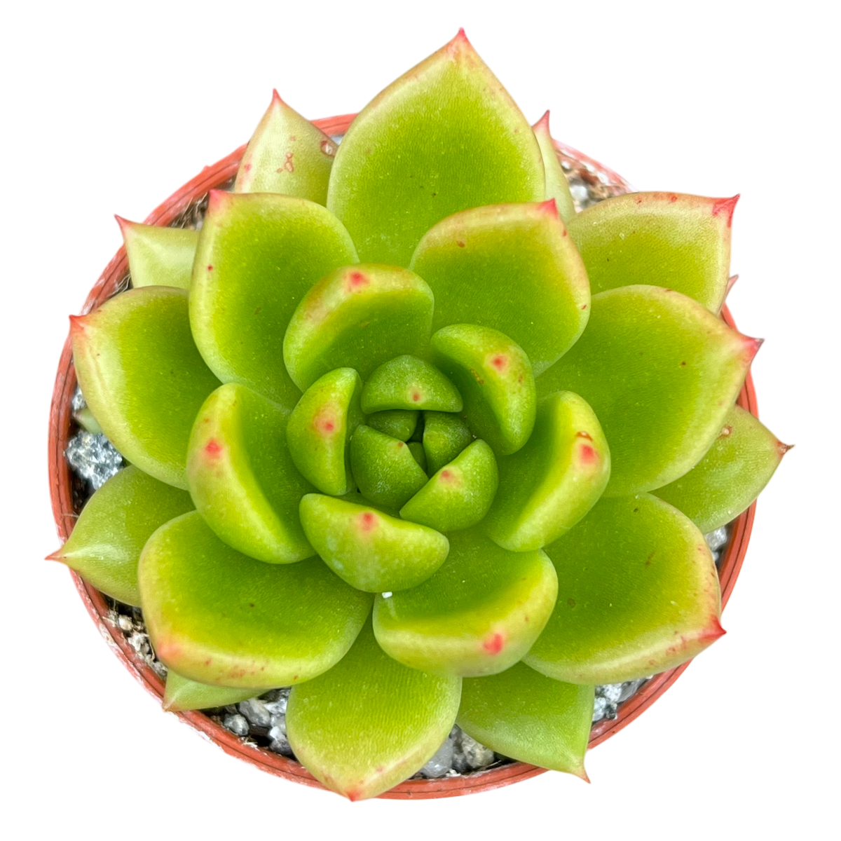 Echeveria agavoides 'Jade Galaxy'