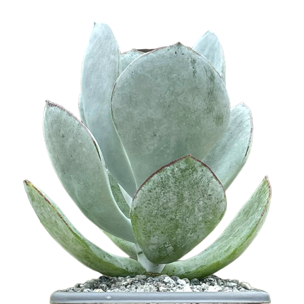 Cotyledon orbiculata