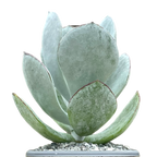 Cotyledon orbiculata