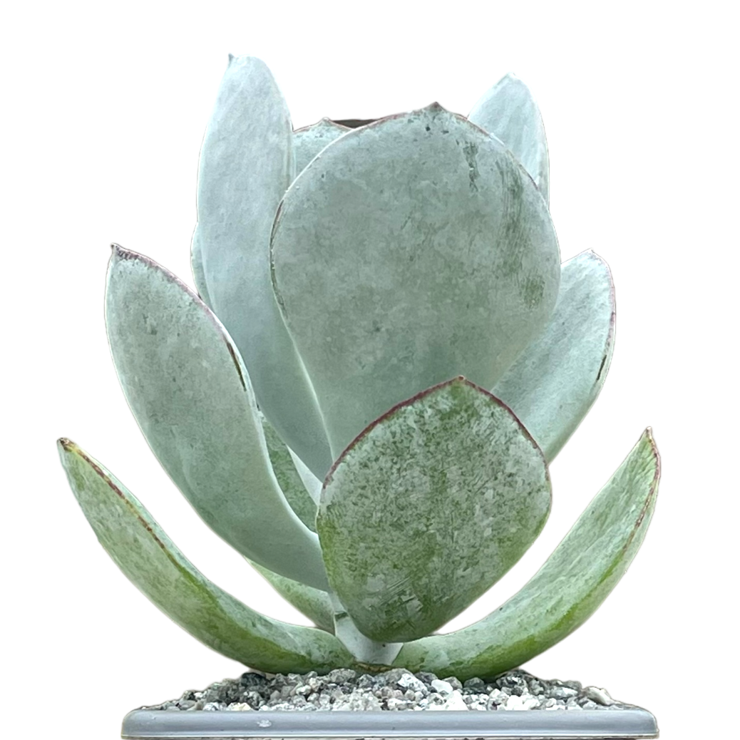 Cotyledon orbiculata