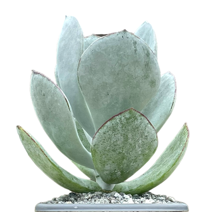 Cotyledon orbiculata