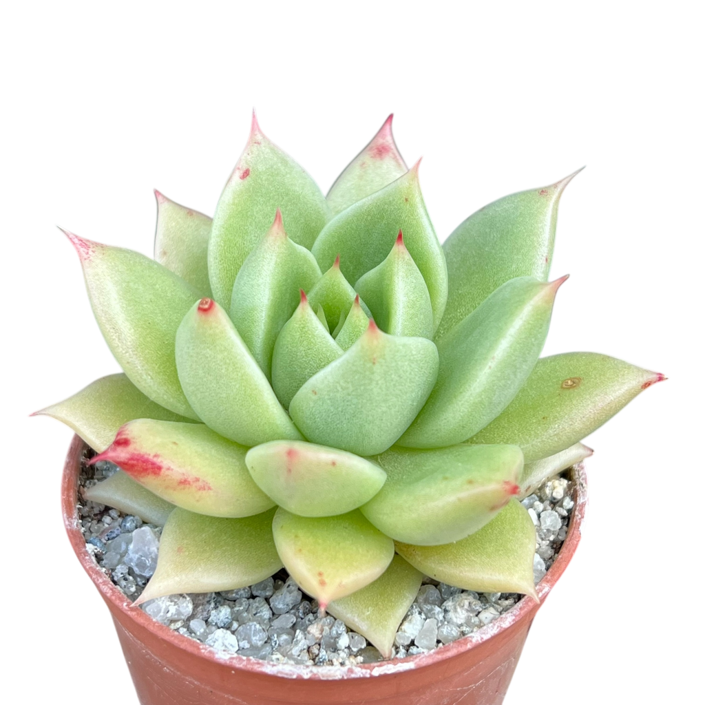 Echeveria 'Corymbosa'