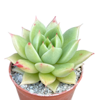 Echeveria 'Corymbosa'