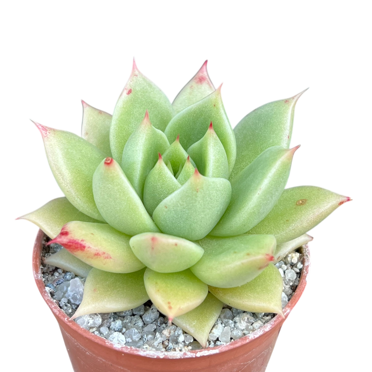 Echeveria 'Corymbosa'
