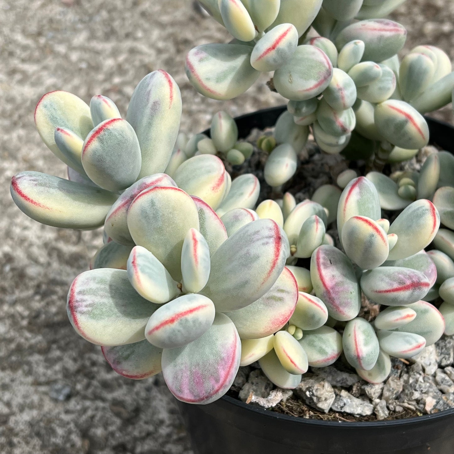 Cotyledon orbiculata 'Unicorn Poop'