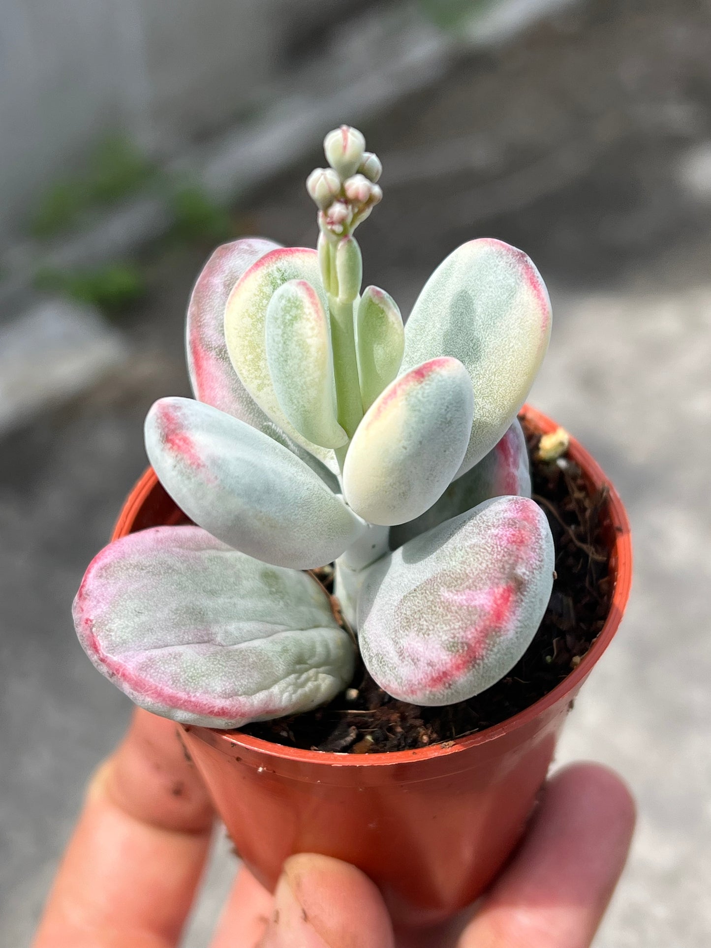 Cotyledon orbiculata 'Unicorn Poop'