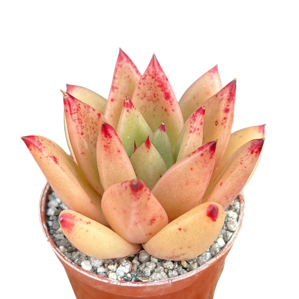 Echeveria agavoides 'Tango'