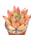 Echeveria agavoides 'Tango'