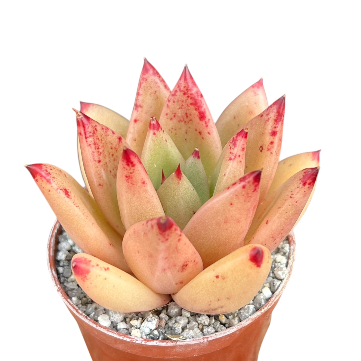 Echeveria agavoides 'Tango'
