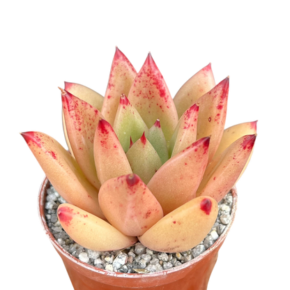 Echeveria agavoides 'Tango'