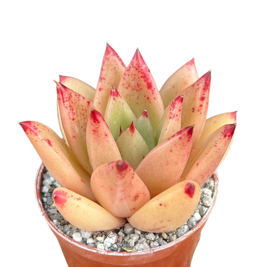 Echeveria agavoides 'Tango'