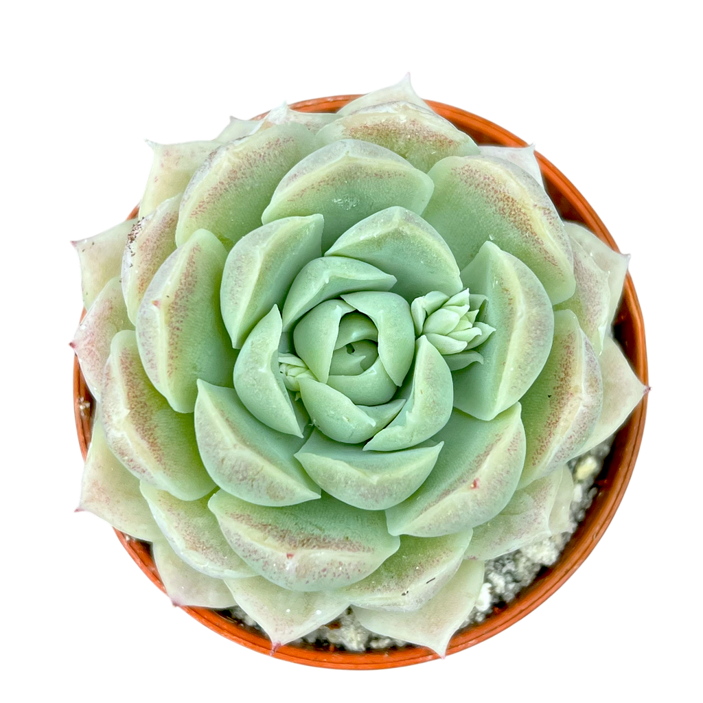 Echeveria 'Europa'