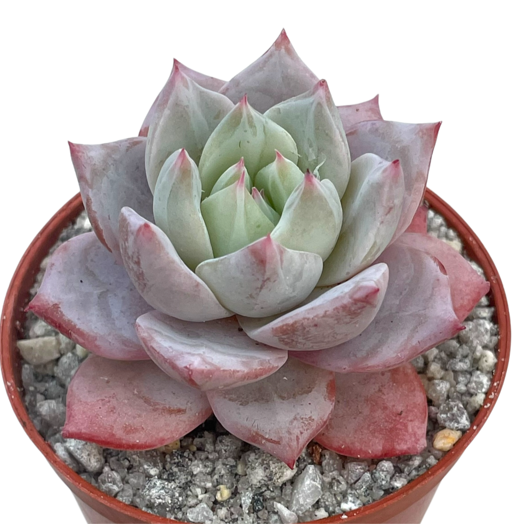 Echeveria colorata 'John Catlin'