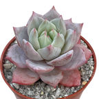 Echeveria colorata 'John Catlin'