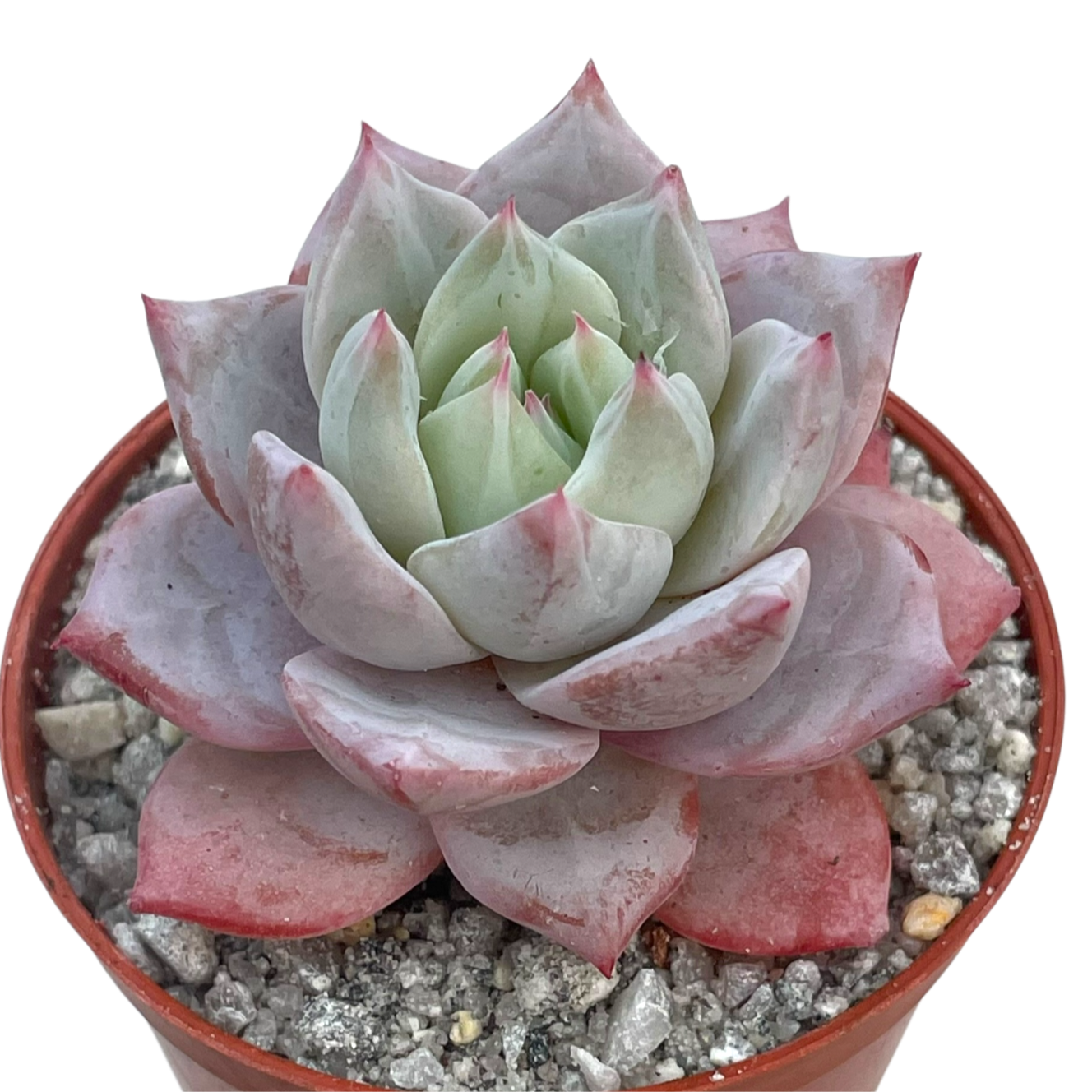 Echeveria colorata 'John Catlin'