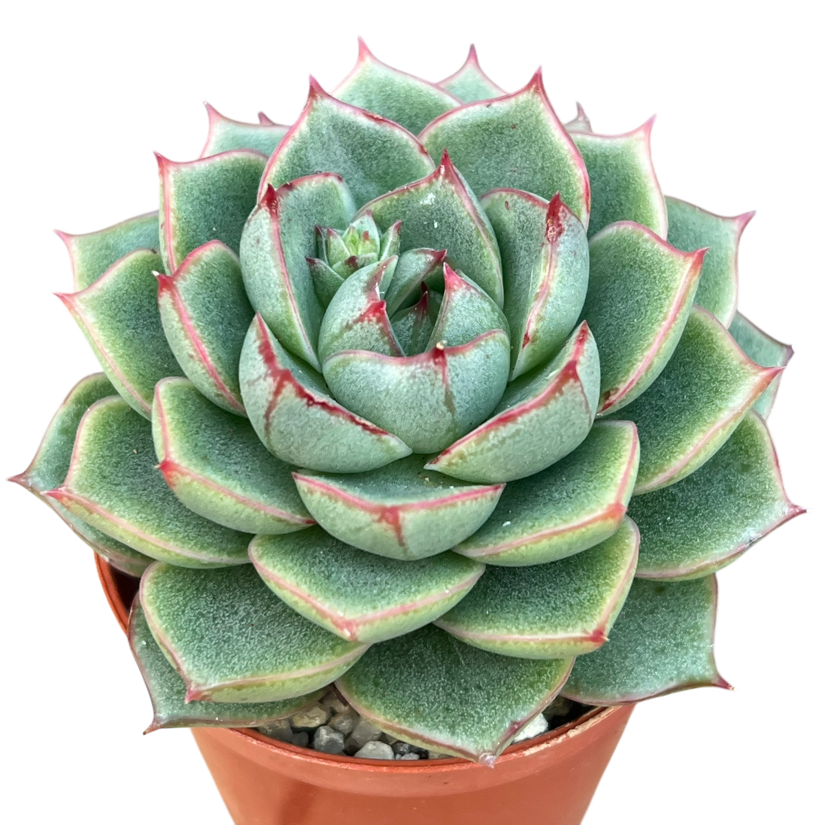 エケベリア 'ファビオラ' – Surreal Succulents