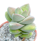 Crassula 'Moonglow'