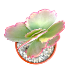 Kalanchoe fedtschenkoi variegata
