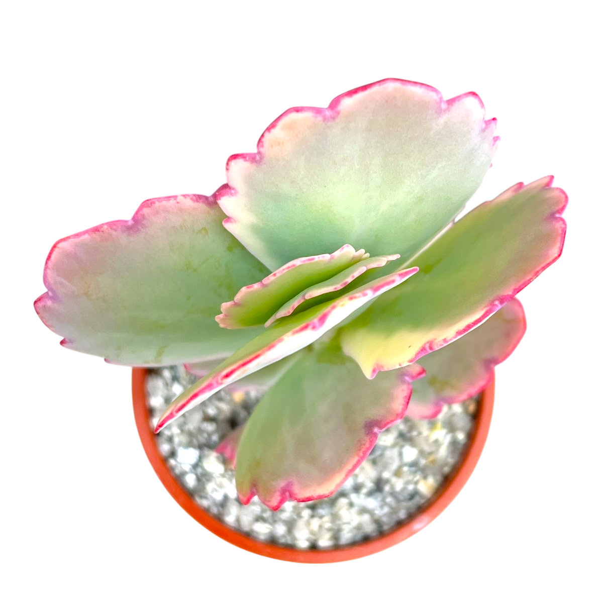 Kalanchoe fedtschenkoi variegata