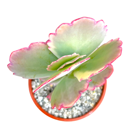 Kalanchoe fedtschenkoi variegata