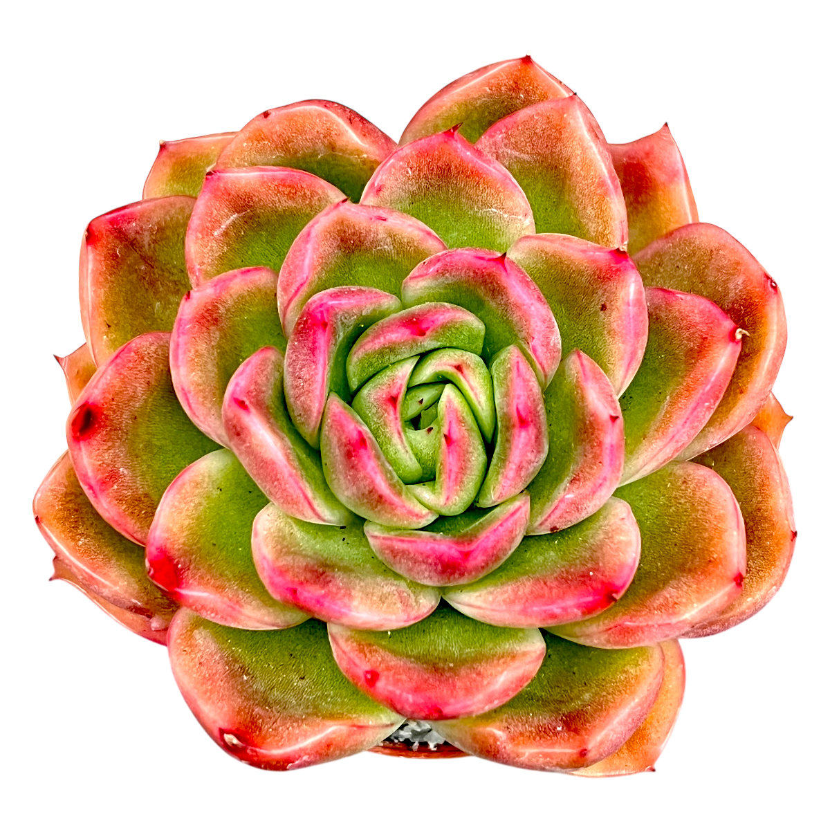 Echeveria 'Gilva'