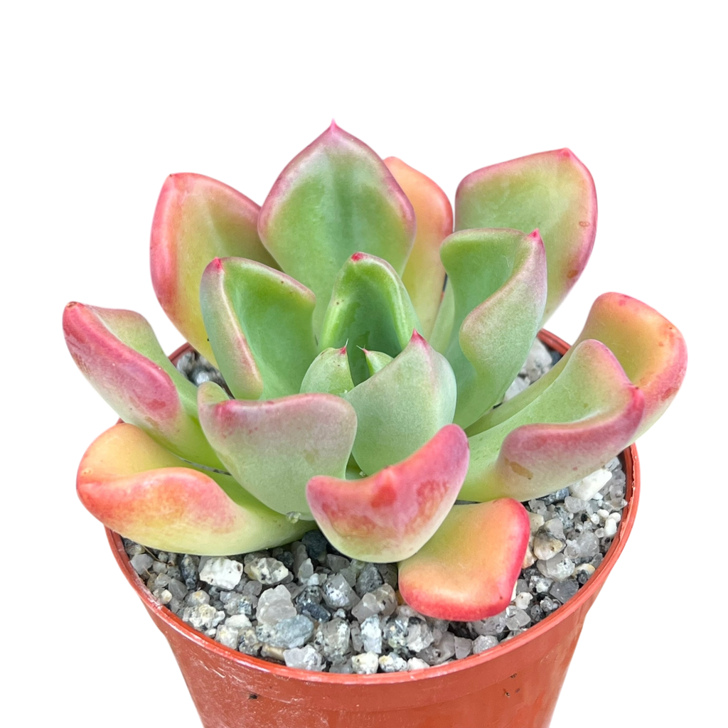 Echeveria setosa var. oteroi