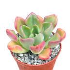Echeveria setosa var. oteroi