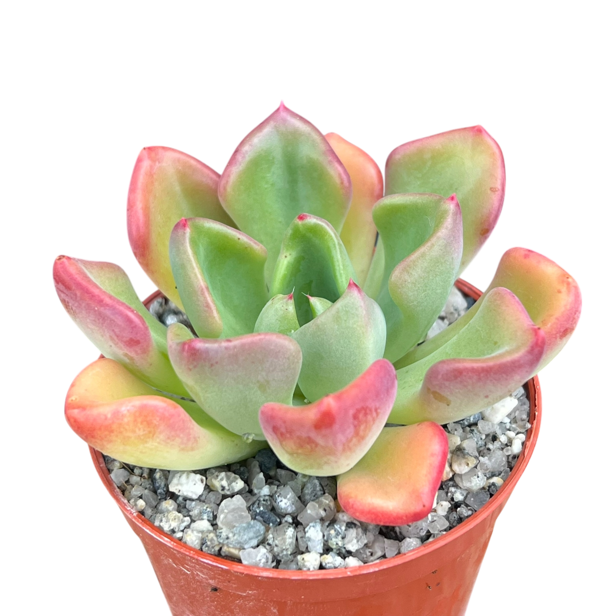 Echeveria setosa var. oteroi