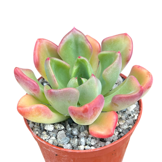 Echeveria setosa var. oteroi