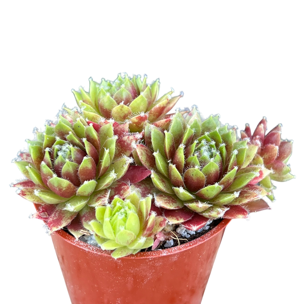 Sempervivum 'Heigham Red'