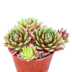 Sempervivum 'Heigham Red'