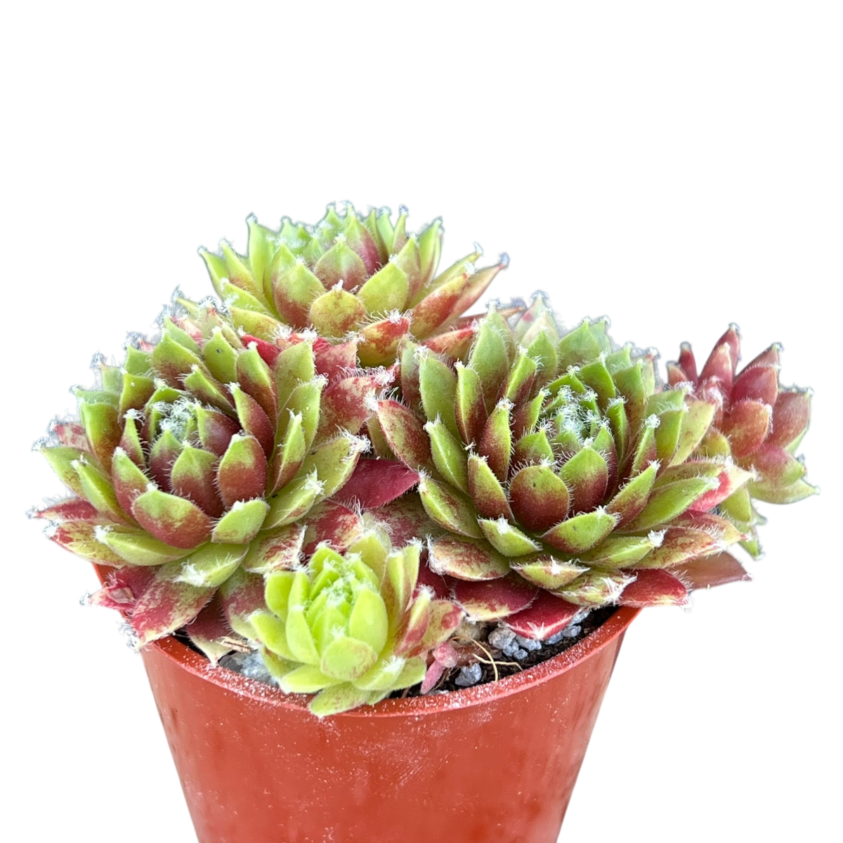 Sempervivum 'Heigham Red'