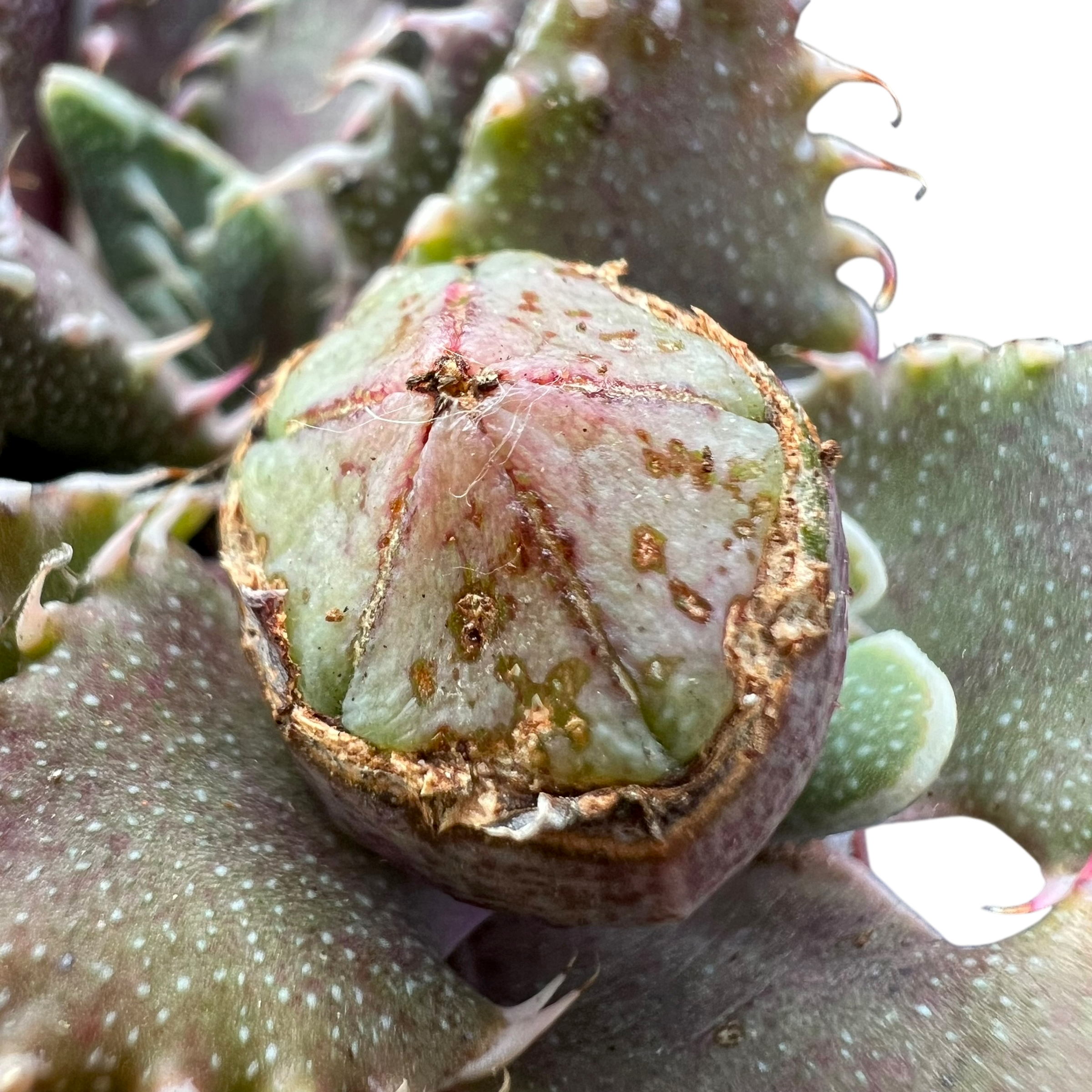 フォーカリア・ツベルクローサ – Surreal Succulents