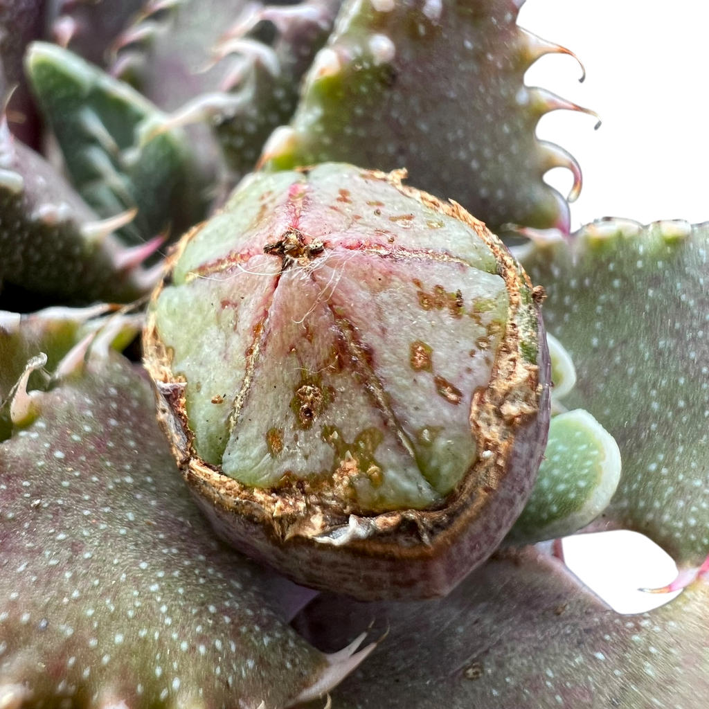 Faucaria tuberculosa