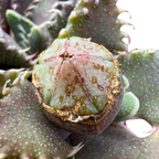 Faucaria tuberculosa