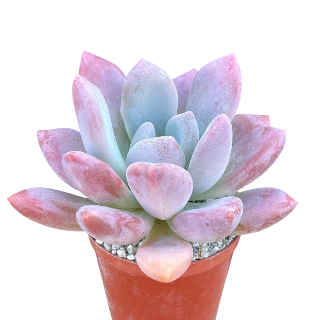 x Pachyveria 'Opalina'