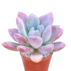 x Pachyveria 'Opalina'