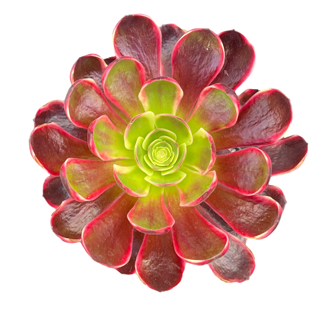 Aeonium 'Superbang'
