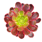 Aeonium 'Superbang'