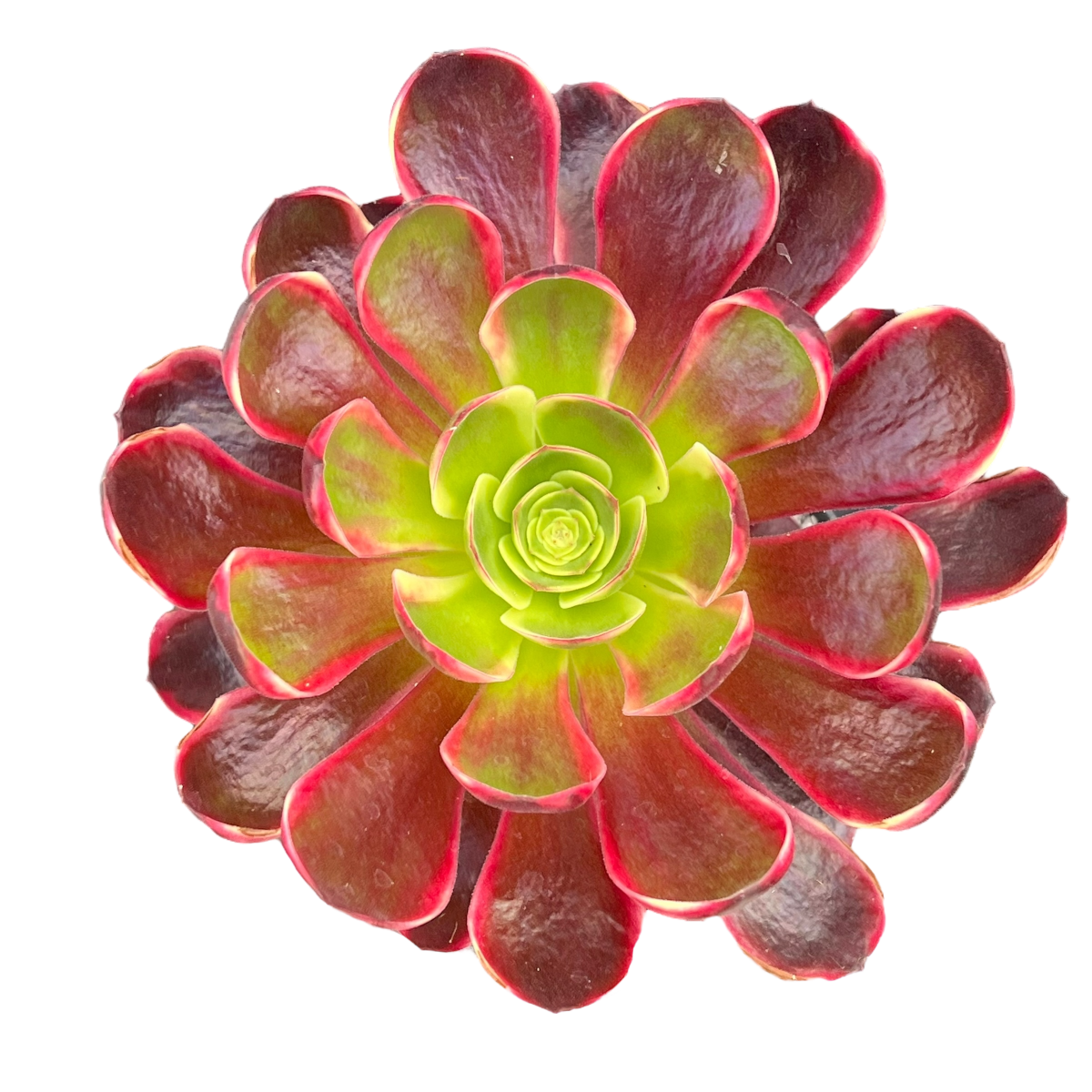 Aeonium 'Superbang'