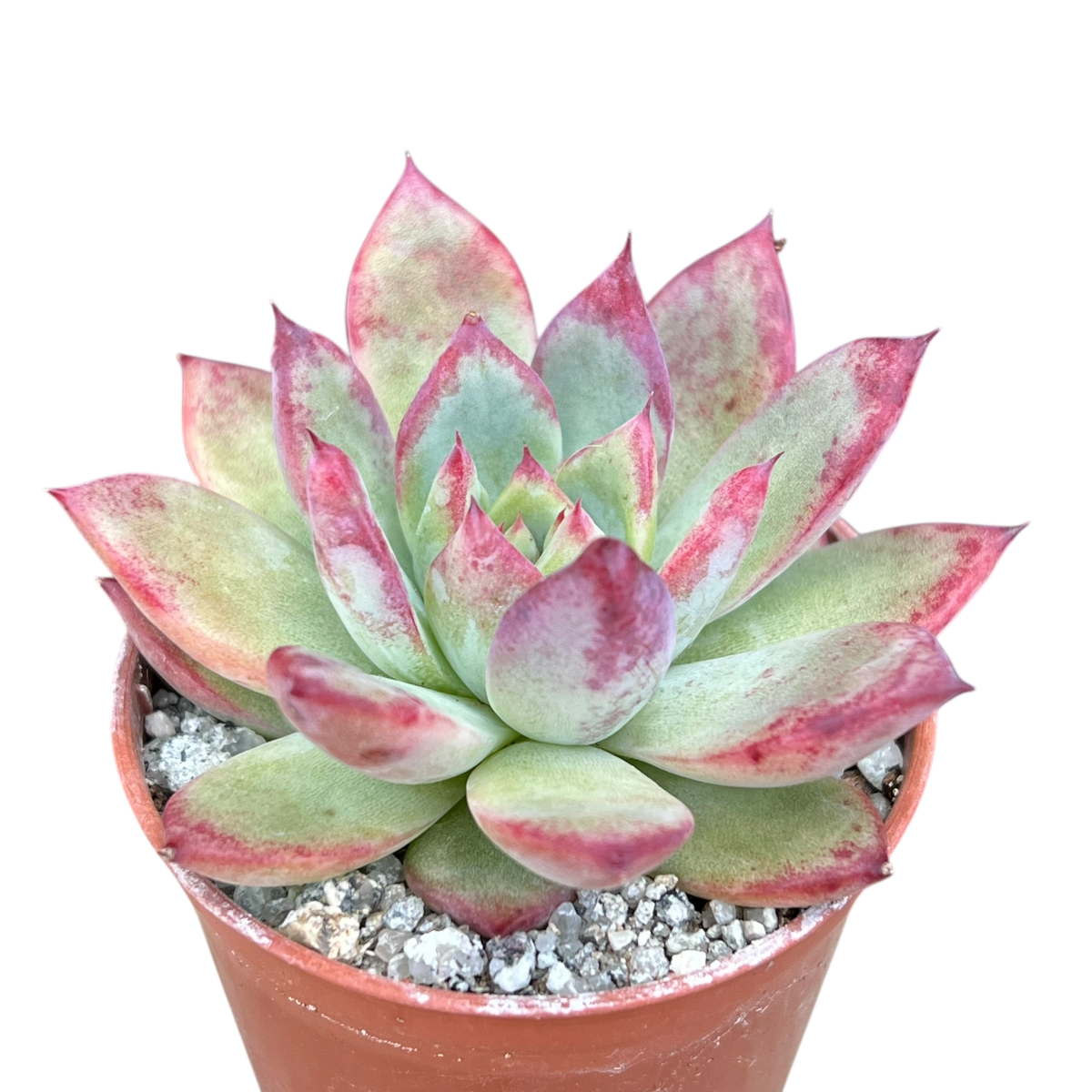 Echeveria 'Candy Crush'