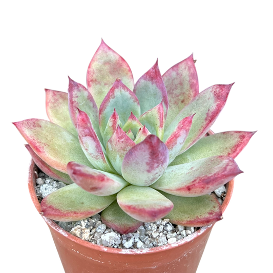 Echeveria 'Candy Crush'