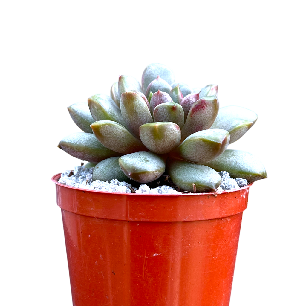 x Graptoveria 'Amethorum'