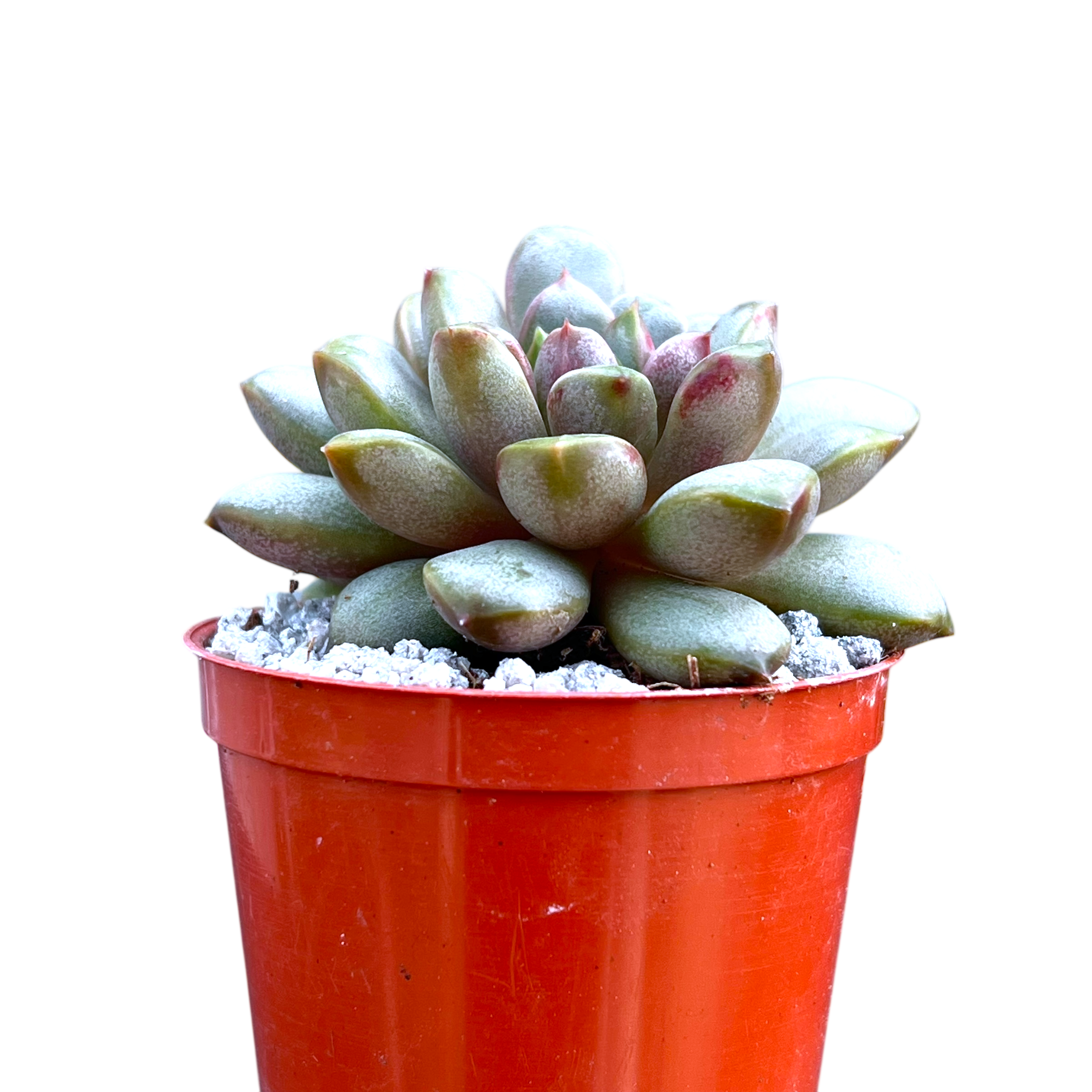 x Graptoveria 'Amethorum'