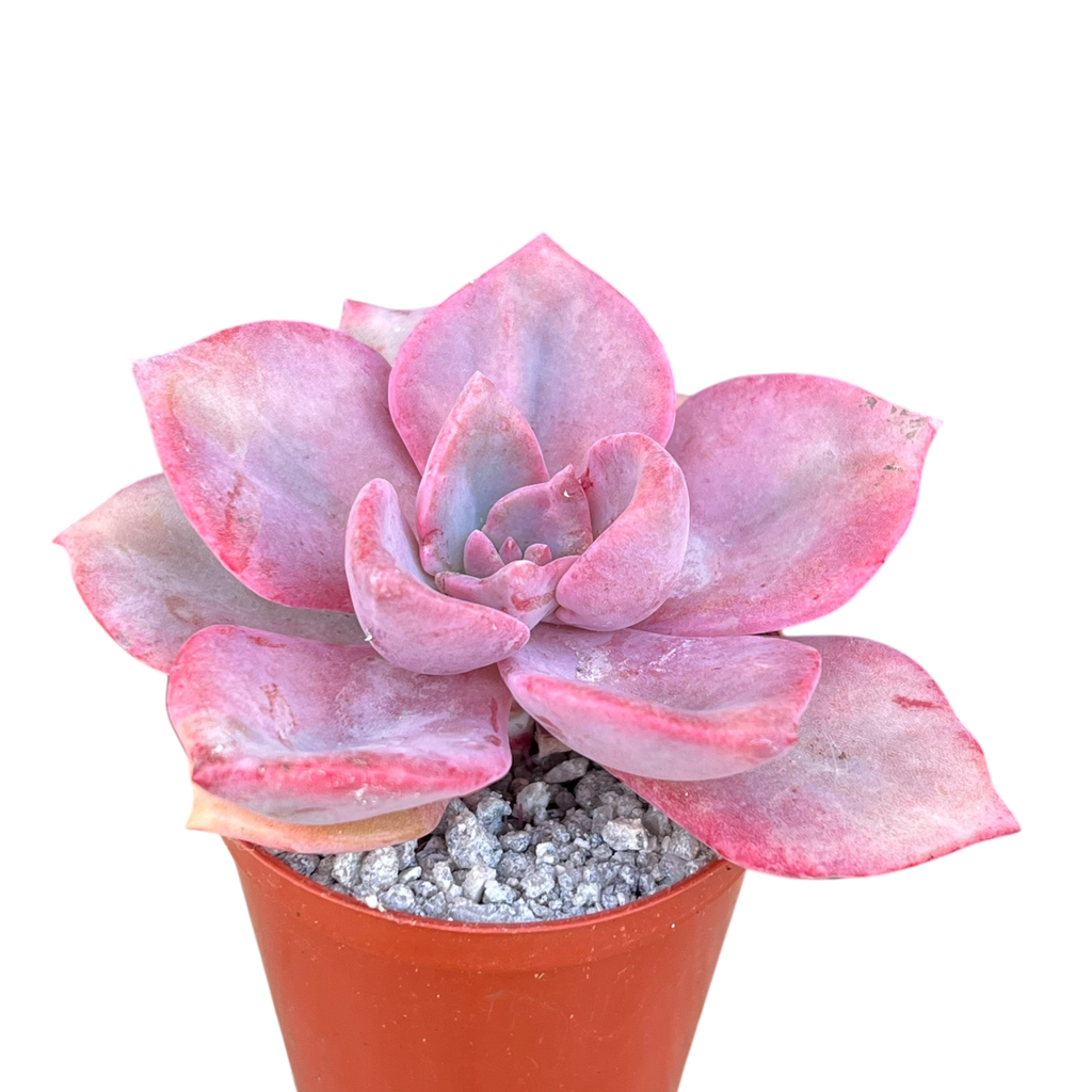 x Graptoveria 'Mrs Richards'