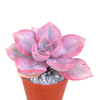 x Graptoveria 'Mrs Richards'