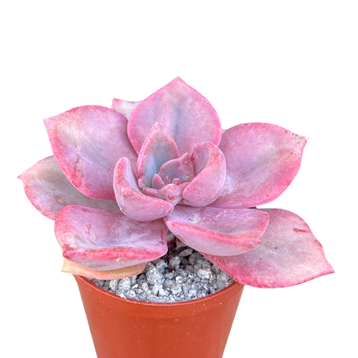 x Graptoveria 'Mrs Richards'