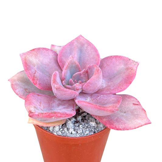 x Graptoveria 'Mrs Richards'