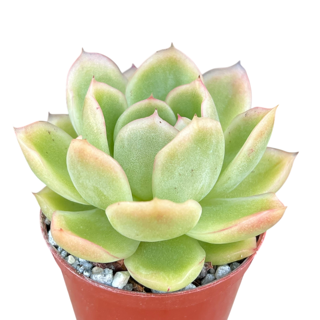 Echeveria 'Gilva'