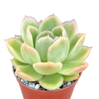 Echeveria 'Gilva'